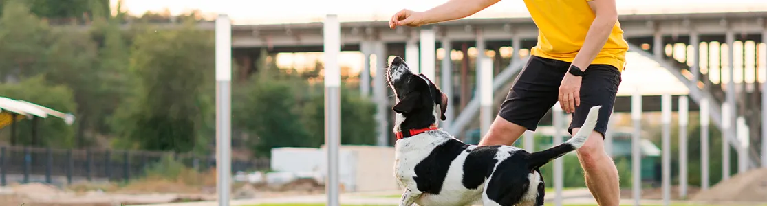 Aprende tips sobre adiestramiento canino y practica igual a como hace este humano con su mascota.