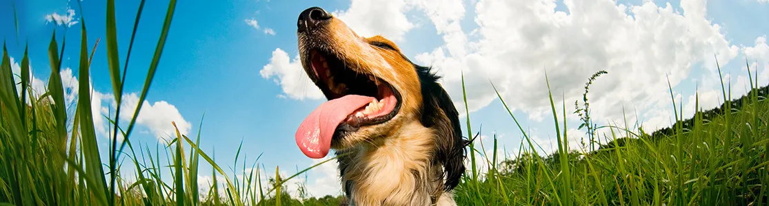 purina-brand-el-golpe-de-calor-en-perros-síntomas-efectos-y-tratamiento-banner-hero-desktop.jpg