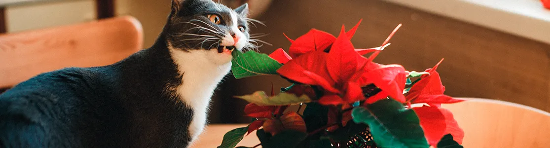 purina-brand-la-flor-de-nochebuena-es-toxica-para-gatos-y-perros-banner-desktop.png