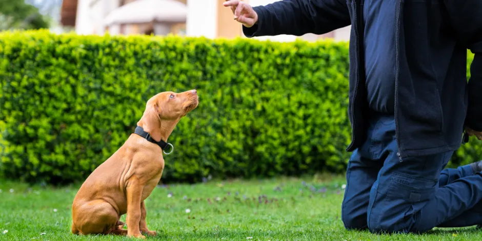 Aprende cómo educar a un cachorro, como con este perro vizsla marrón, aprendiendo a seguir instrucciones de su amo. 