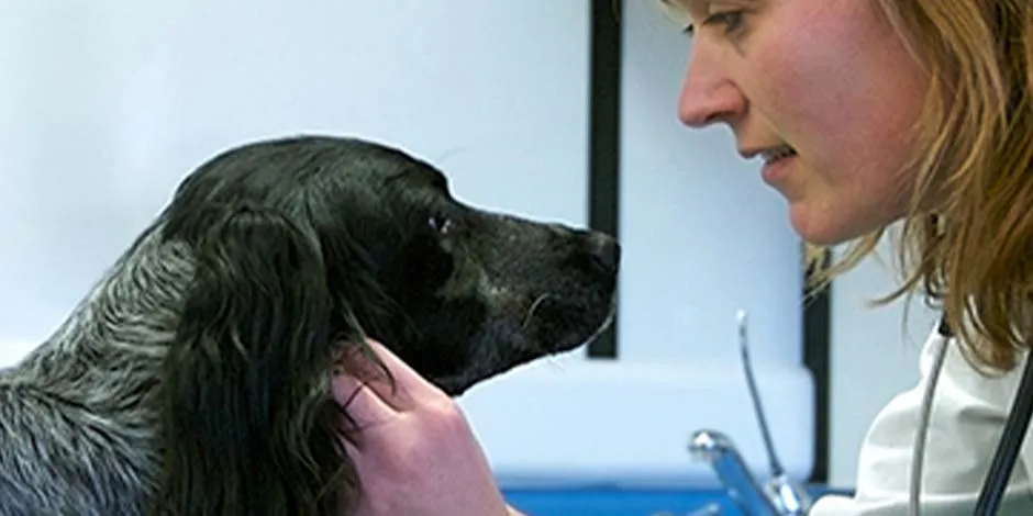 Can de raza mediana con su veterinaria, profesional que sabe cómo cortar las uñas a un perro.