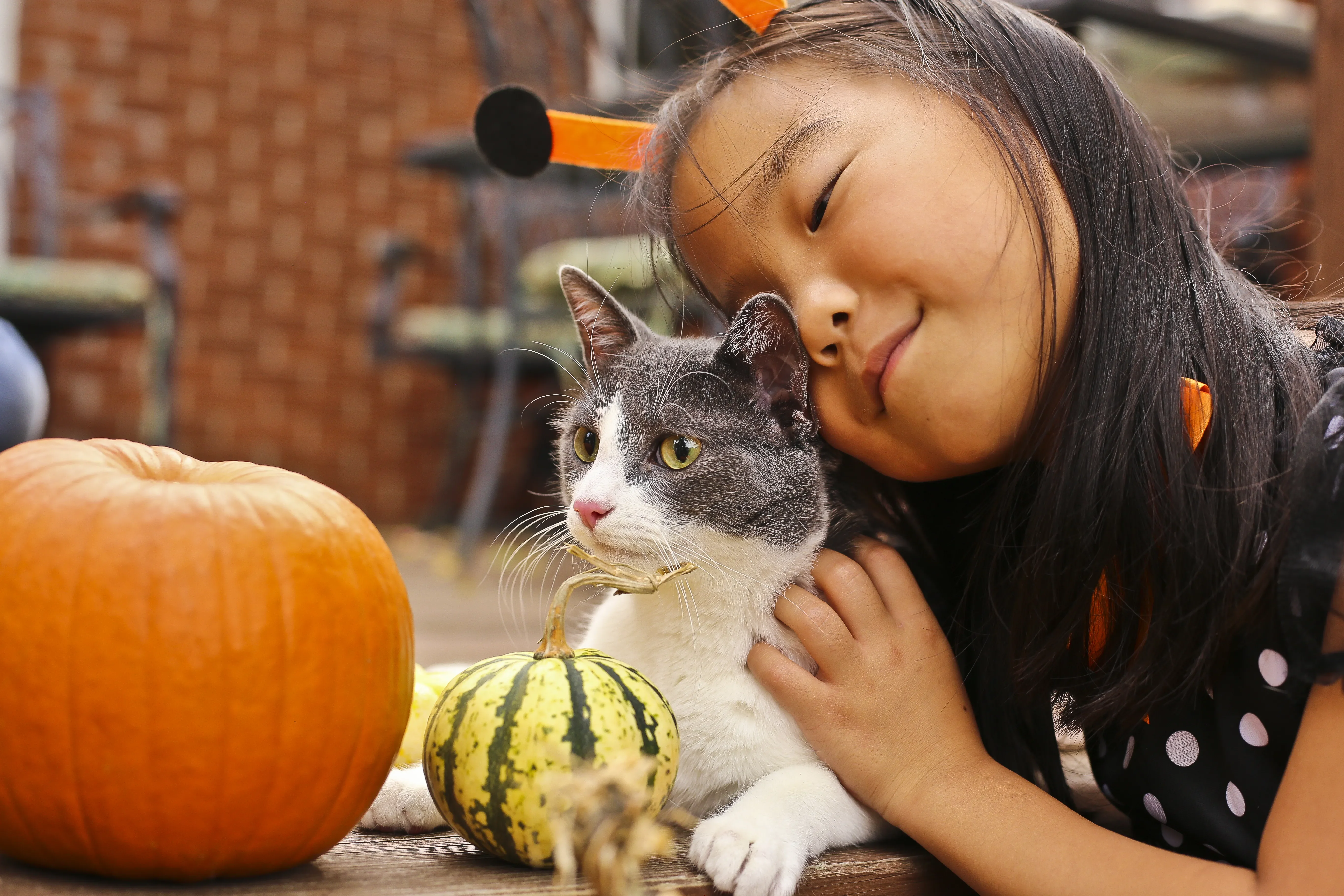 Niña abrazando a su gato blanco con gris, junto a unas calabazas de Halloween. Disfraces para gatos.