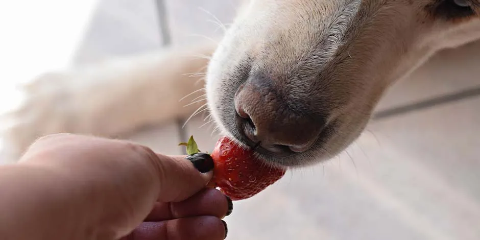 Perro labrador comiendo una fruta de manos de su dueño.
