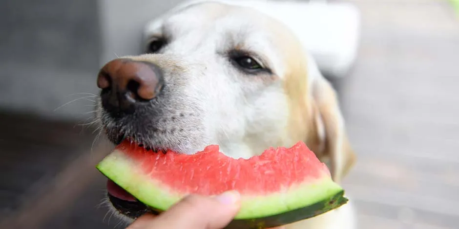 Perro labrador blanco comiendo sandía de las manos de su amo.