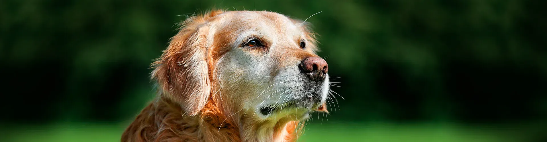 Saber cómo cuidar a un perro senior, como este labrador, hará que nuestras mascotas se sientan mejor en su vejez.