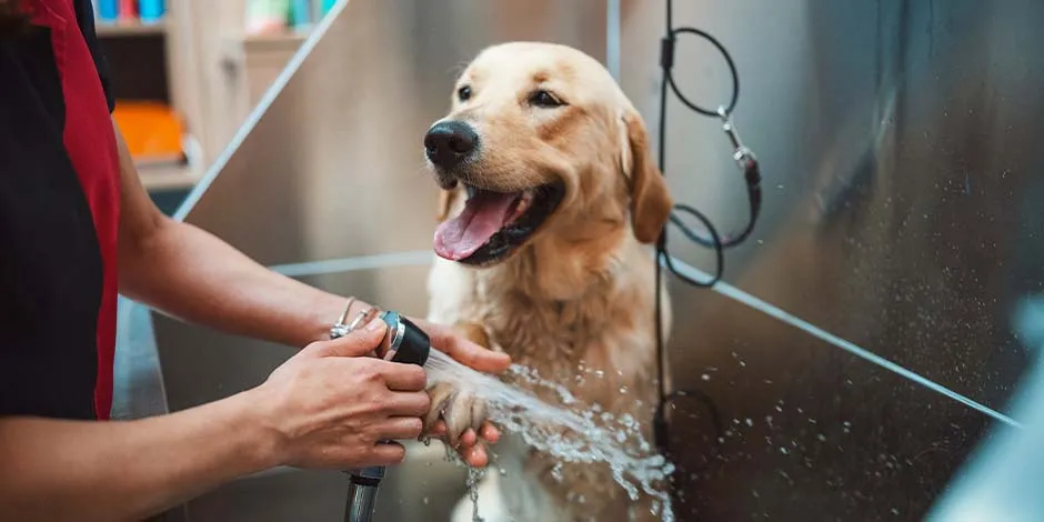 Golden sonriente recibiendo un baño, lo que prevendrá problemas como la caída de pelo en perros. Golden sonriente recibiendo un baño, lo que prevendrá problemas como la caída de pelo en perros.