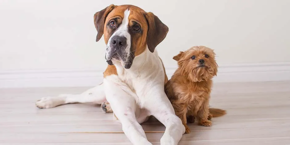 Considera el tamaño y raza de tu mascota al elegir los mejores juguetes para perros. Este bóxer y el Yorkshire a su lado no usarán el mismo.