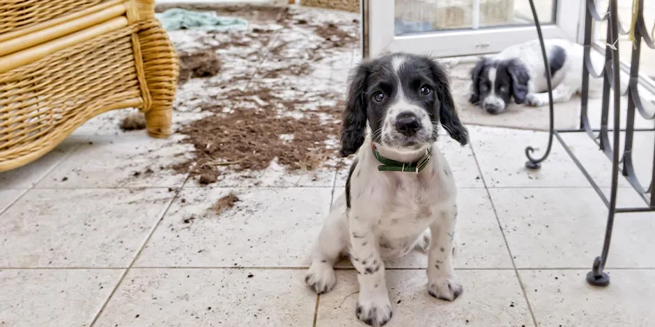 La música relajante para perros ansiosos prevendrá accidentes como el provocado por estos cachorros. 