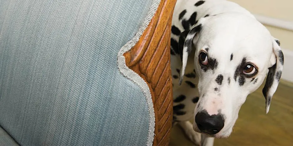 Dálmata asustado tras un sofá. Ponerle música relajante para perros ayudará a calmarlo.