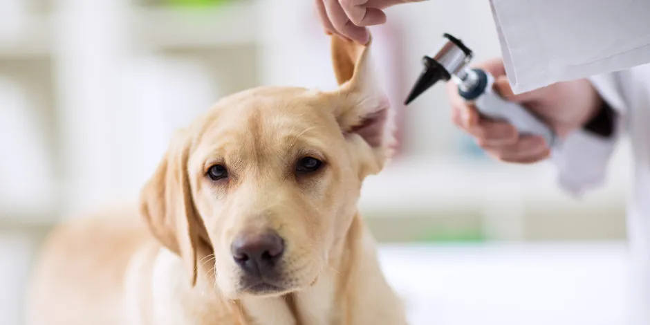 Veterinario que examina las orejas de un perro. 