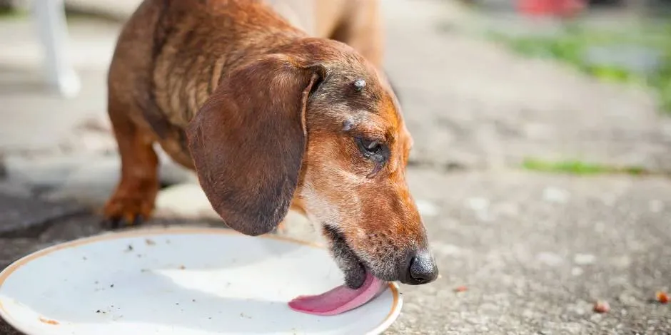 Mascota lamiendo un plato. Alimento para perros con pocos dientes.