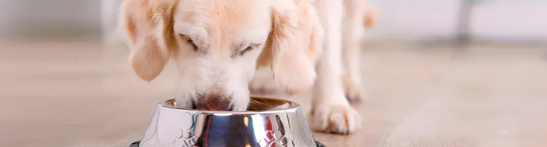 Cambio de alimento en perros. Cachorro de golden retriever alimentándose.