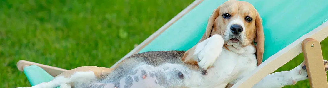 Futura mamá canina acostada. La alimentación es clave para el bienestar de una perra embarazada.