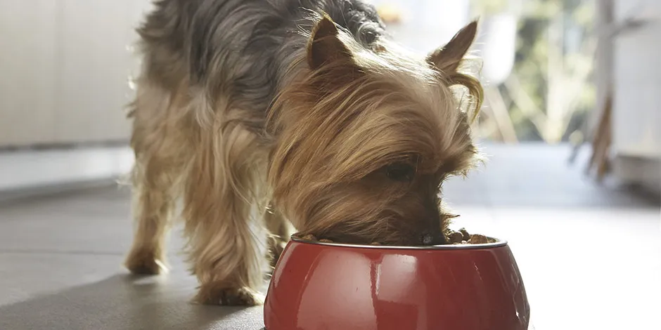 Cambio de alimento en perros. Yorkshire comiendo: ¿crees que es un cachorro o un adulto?