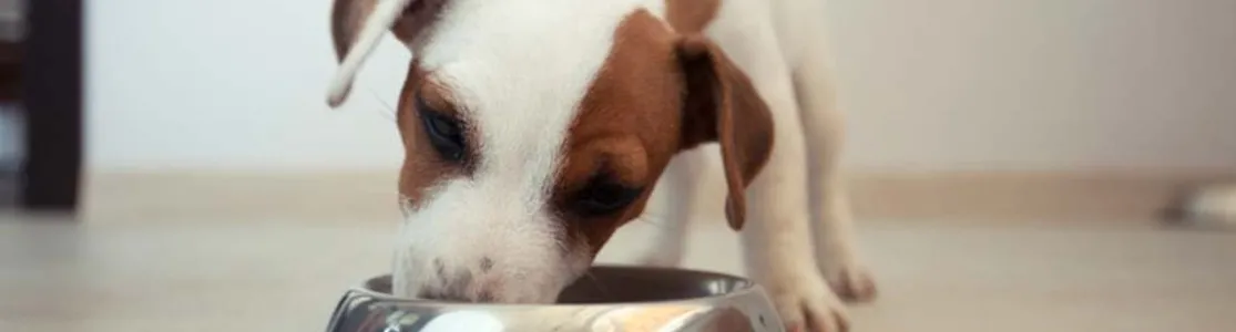 Cachorro consumiendo comida sana para perro de su plato metálico.