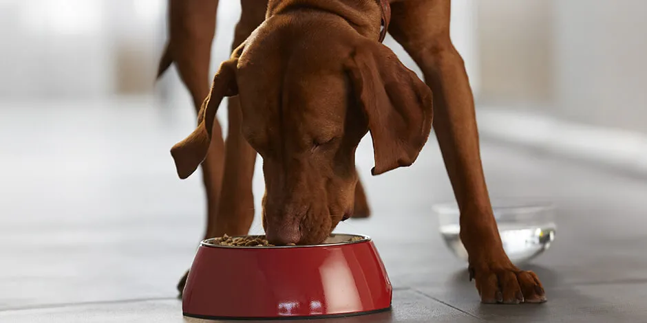 La higiene en tu hogar puede depender de cómo alimentas a tus mascotas. Vizsla comiendo.