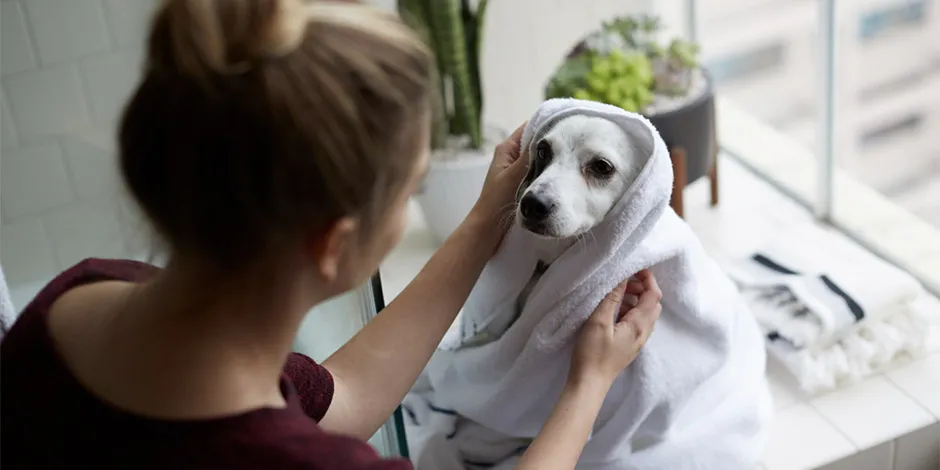La higiene de tus mascotas es clave para su bienestar. Tutora secando a su perro.
