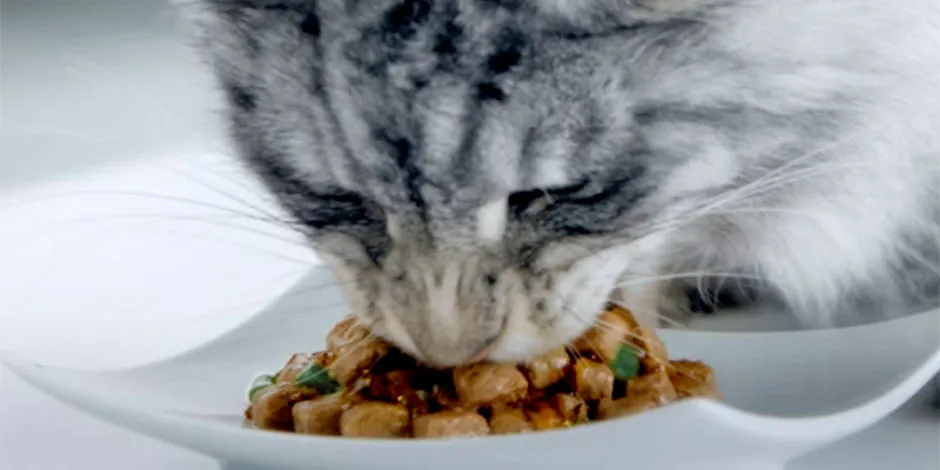 Gatito gris disfrutando su alimento húmedo. Consiente a tu michi aprendiendo qué comen los gatos.