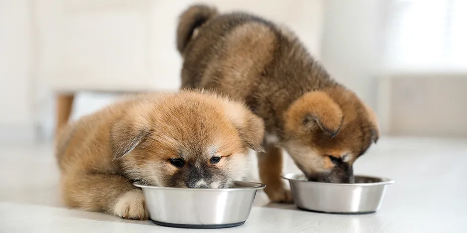 Dos akita inu comiendo de platos metálicos. Cuida lo que debe comer un cachorro para su desarrollo.