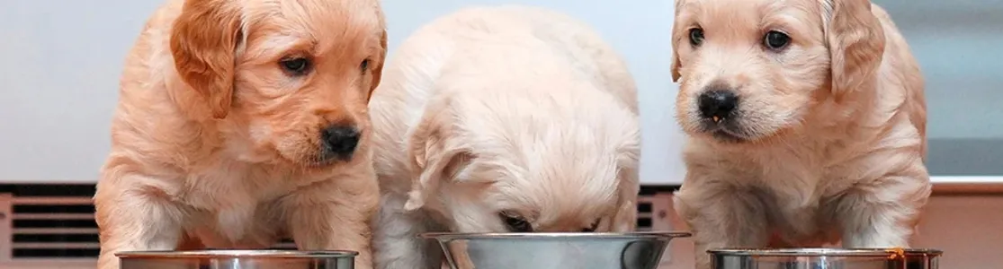 Mira lo que debe comer un cachorro y cuida su bienestar. Cachorros de retriever comiendo de su plato.