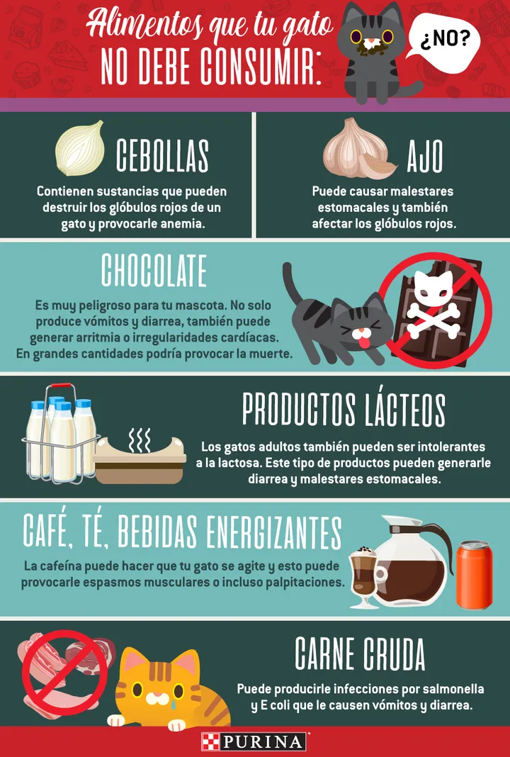 Infografía de PURINA® sobre lo que no pueden comer los gatos.