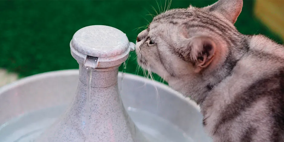 Mi gato no toma agua. Michi gris hidratándose de su fuente eléctrica