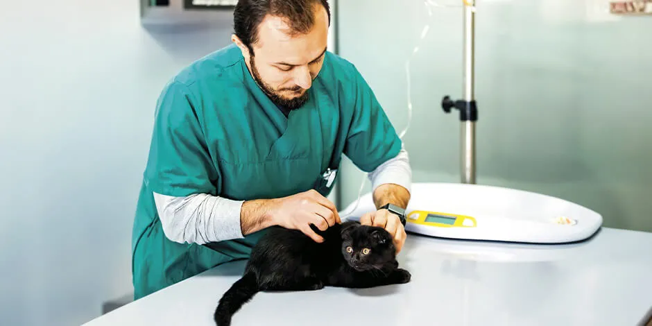 Si te preguntas “¿Por qué mi gato no toma agua?, mejor llévalo al veterinario, como en la imagen