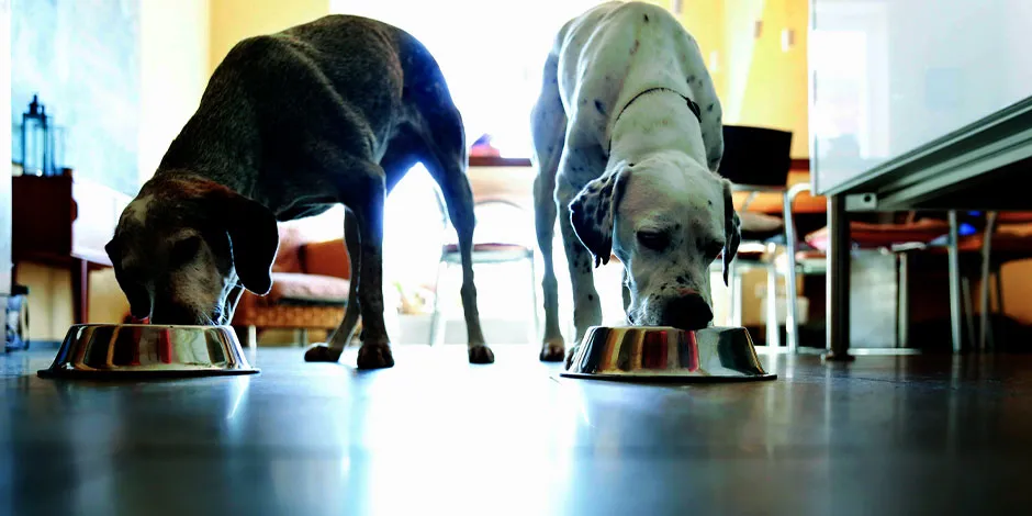 Pareja de canes de raza grande comiendo su alimento gastrointestinal para perros.