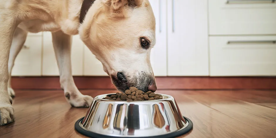 Un almacenamiento de alimentos riguroso hará que tu mascota se nutra sin riesgos. Perro comiendo.