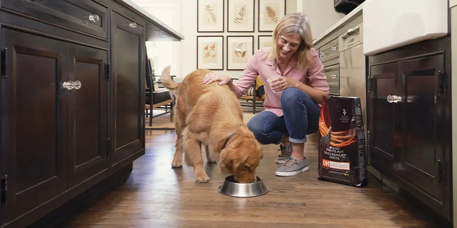 Cambiar el alimento de un perro puede beneficiar su bienestar. Golden comiendo junto a su tutora.