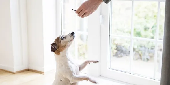 Cambiar el alimento de tu perro o usar snacks puede reactivar su apetito. Jack Russell recibiendo snacks.