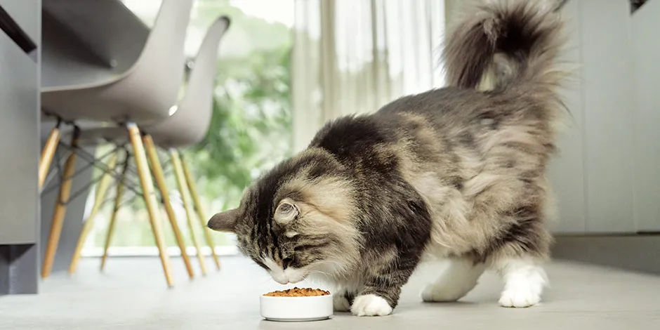 La comida gastrointestinal para gatos puede ser una gran aliada para su nutrición. Michi peludo comiendo.