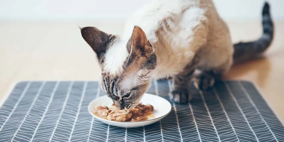 Gatito comiendo su alimento húmedo. Entérate cuánta comida húmeda se le da a un gato con PURINA®.