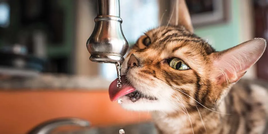 Esta llave que gotea suele ser mejor fuente de hidratación que la leche para los gatos.