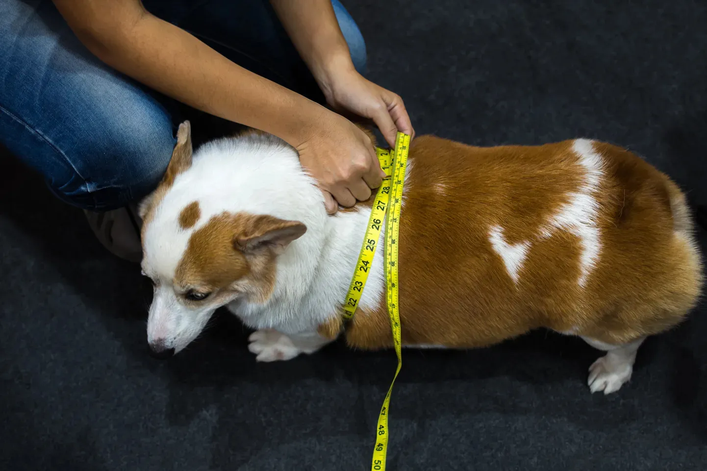 Protege las articulaciones del perro. Dale una fórmula adecuada para mantenerlo en forma y evitar su sobrepeso.