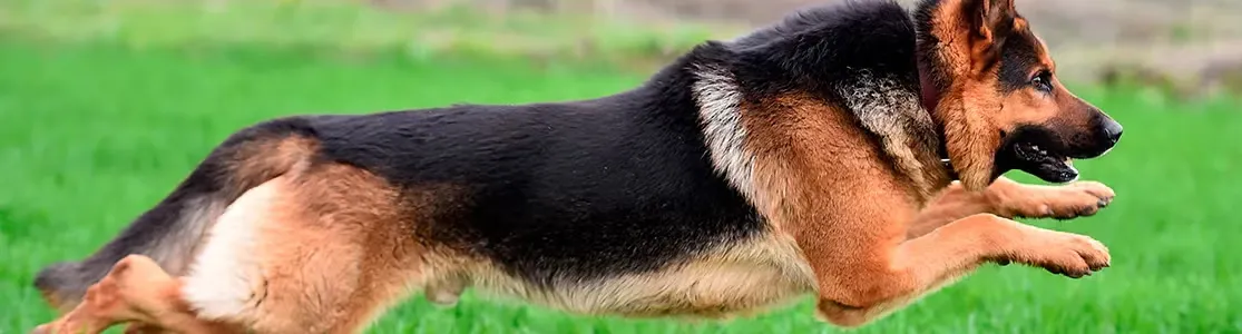 Pastor alemán corriendo, haciendo visible la salud de las articulaciones del perro.