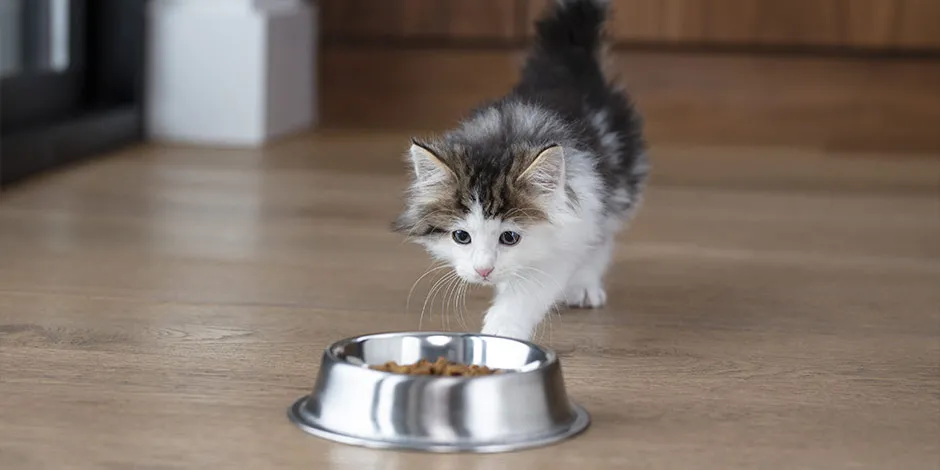 Gatito acercándose a su comedero. Cambio de alimento en gatos.