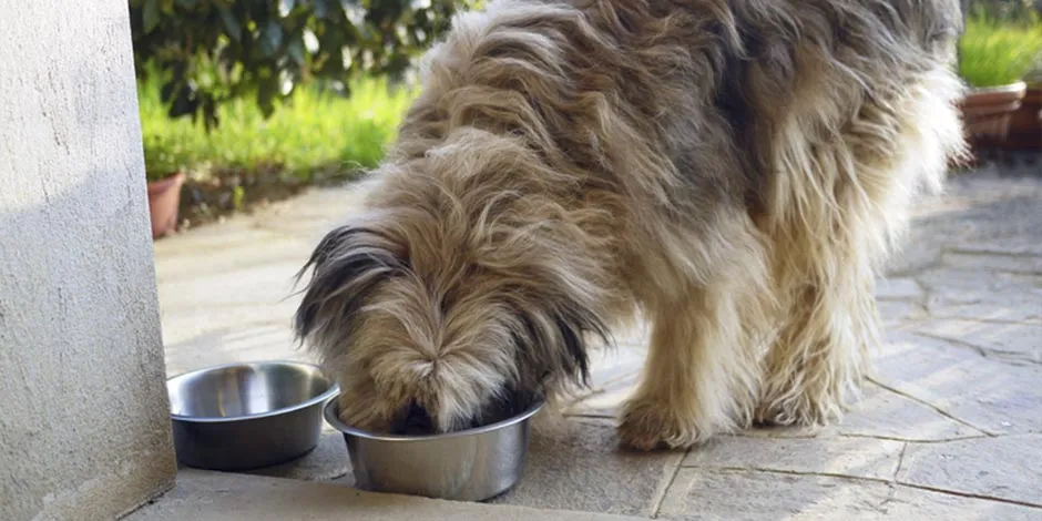 Mi perro no quiere comer. Mascota alimentándose de su plato metálico.