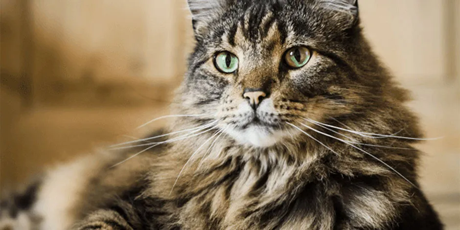 Aprende cómo cuidar el pelo de un gato, como este Maine coon y protege su bienestar.