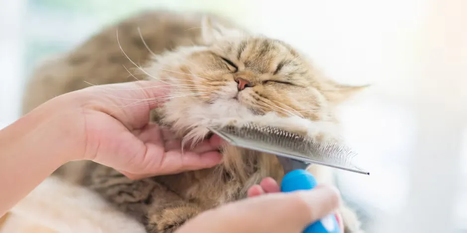 Pelo de gato persa color crema siendo cepillado por su tutor.