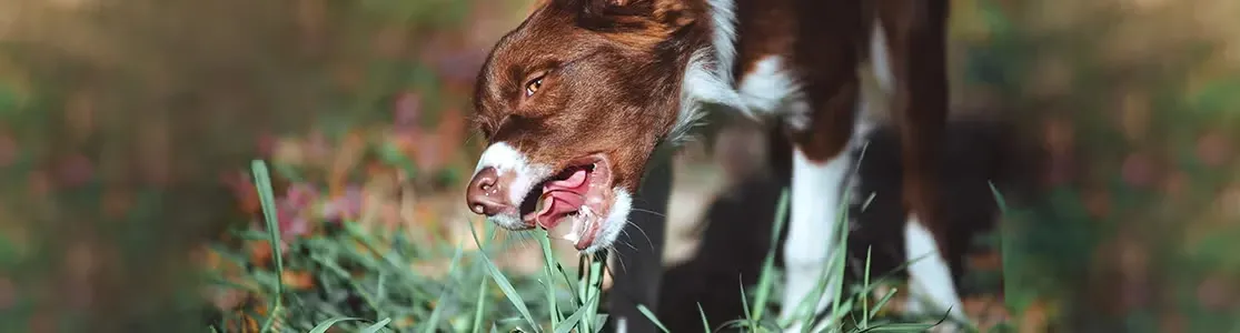 Por qué los perros comen pasto. Border collie mordiendo el césped.