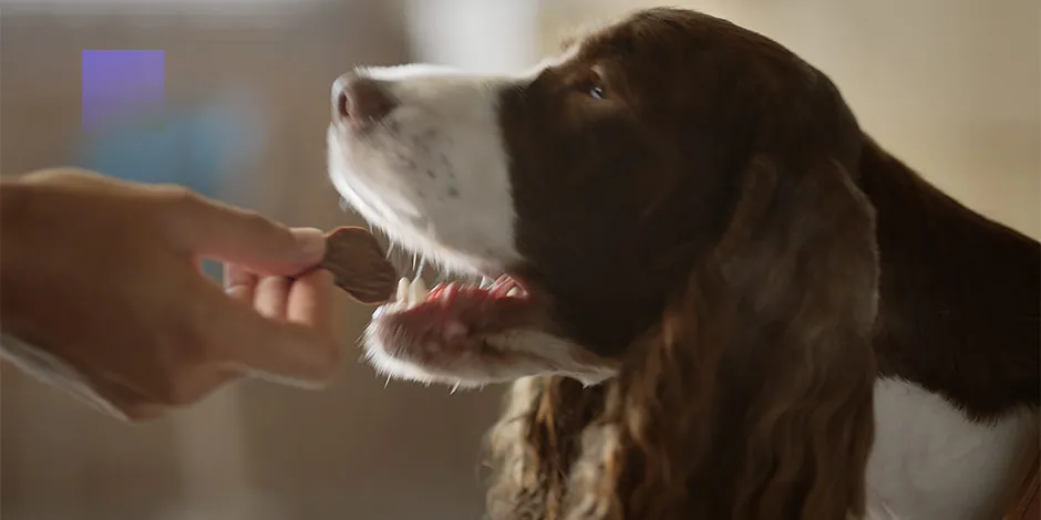 Los probióticos para perros mejoran la digestión de la mascota. Can recibiendo comida de su tutor. 