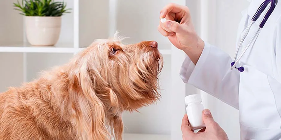 Veterinario suministrando una píldora de probióticos para perros a una mascota.