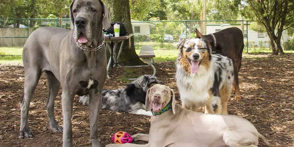 Los problemas de piel en perros pueden afectar incluso la comunicación del animal. Grupo de perros.