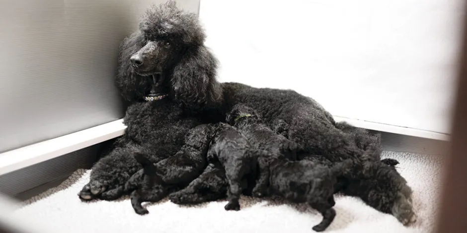 Madre poodle amamantando a sus crías. La proteína para perros cachorros, al principio, vendrá de la lactancia.