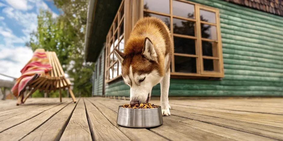 Husky comiendo su alimento con proteína para perros.