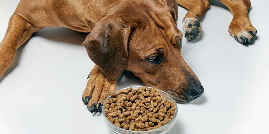 Debes saber bien qué comen los perros senior, en especial el tuyo, para no indisponerlo, como al de la imagen.