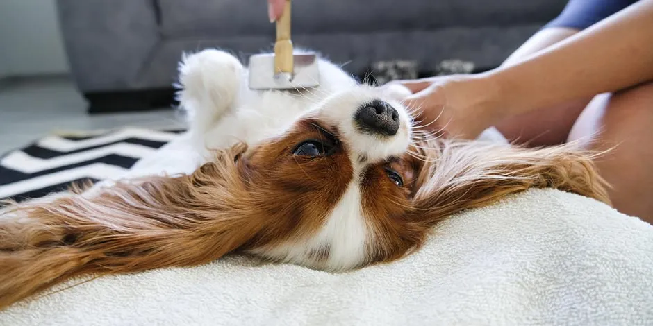 Las vitaminas para perros adultos ayudarán a dar bienestar al can. Cepillado de pelo de una mascota.